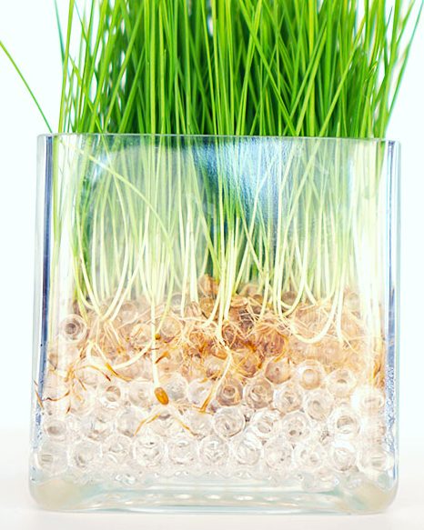 Rumput Gandum di Hidrogel