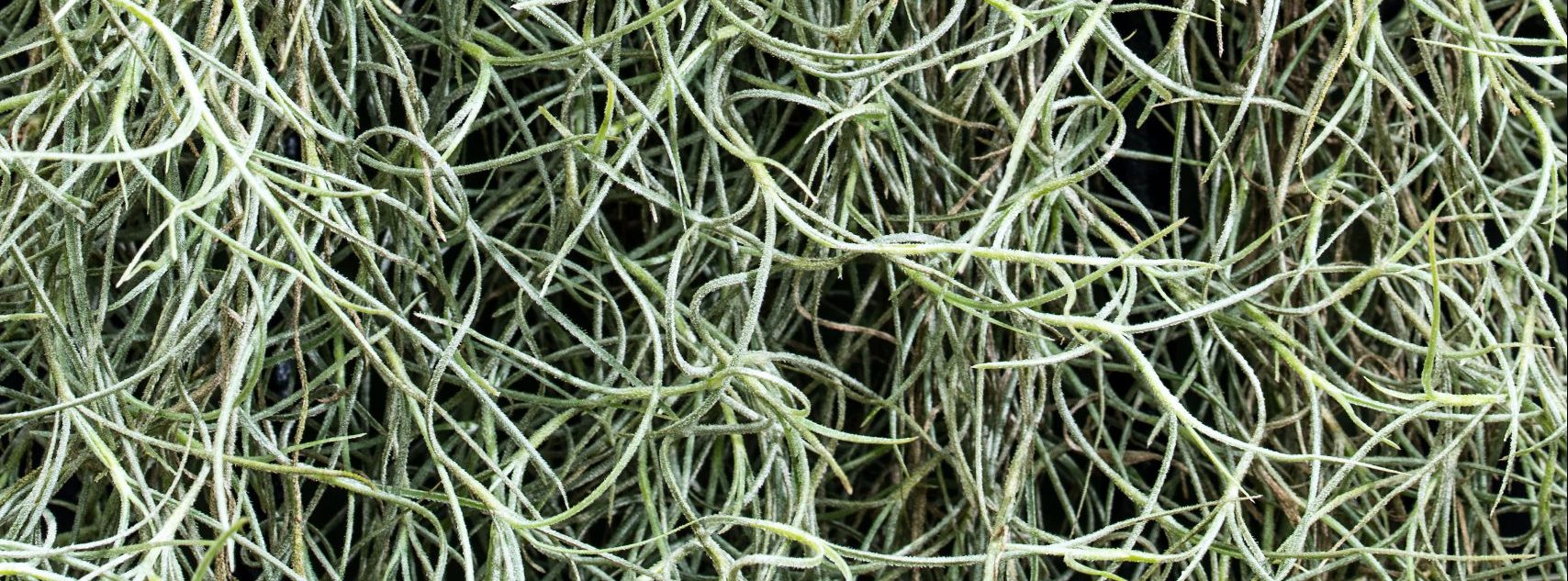 Daun Tanaman Jenggot Musa
