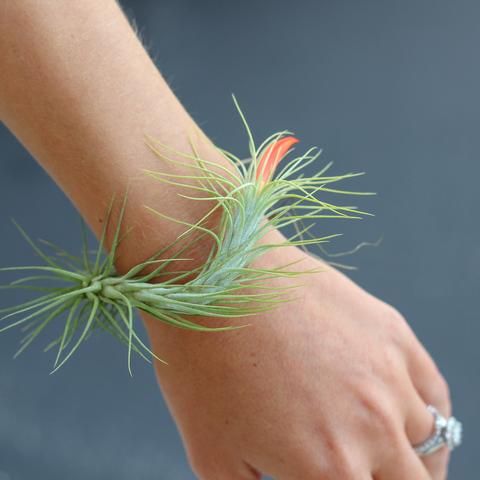 funkiana_used_as_bracelet_