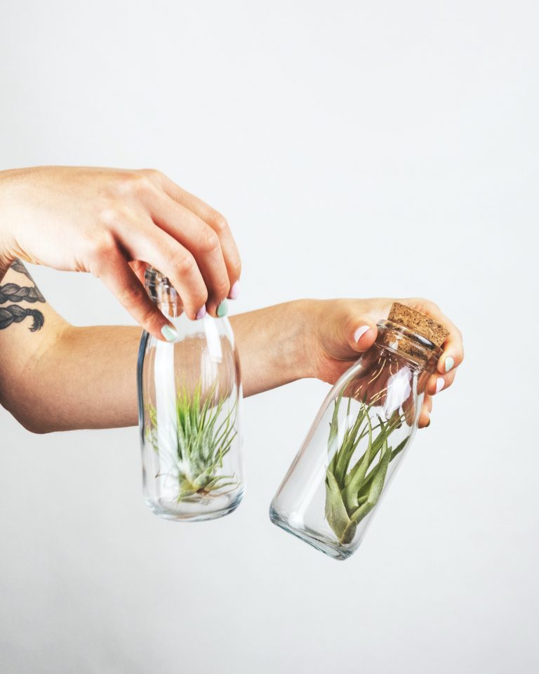 5 Alasan Tillandsia Airplant Mudah Dirawat dan Sangat Menguntungkan Bagi Siapa Saja