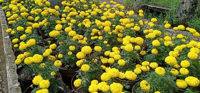 Alasan Mengapa Anda Perlu Berkebun Secara Organik