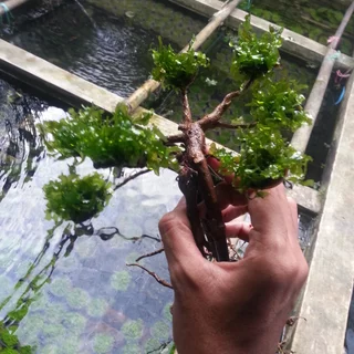 BIBIT BONSAI : Cara Memilih Kualitas Terbaik dari Kecil