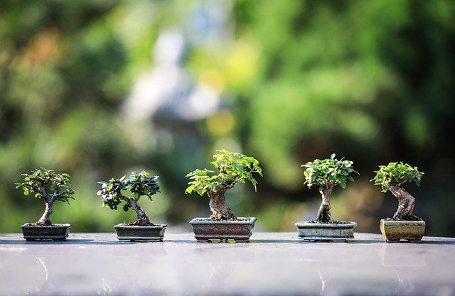 Sedang Menata Taman Bonsai? Ini Dia Tips Elemen Apik Taman dengan Bonsai: Bambu, Batu Koral, dan Elemen Taman Kering Lainnya Ala Jepang